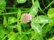 25th May 2016 - Wet Clover