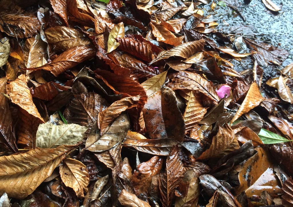 Wet leaves and winter  by brigette
