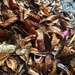 Wet leaves and winter  by brigette