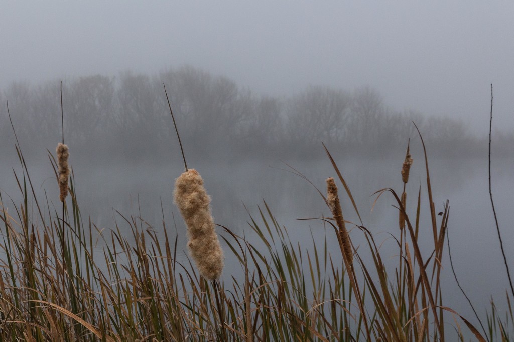 A foggy morning by pusspup