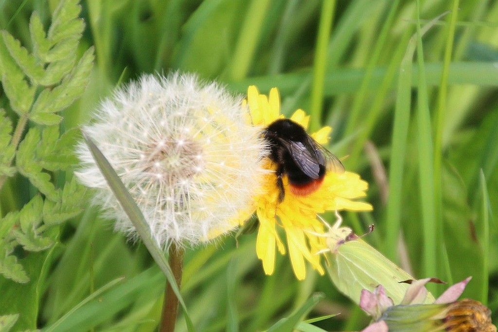 The Bee, The Butterfly and The Dandilion by oldjosh