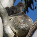 tree hugger by koalagardens
