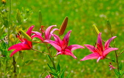 30th May 2016 - Day lilies