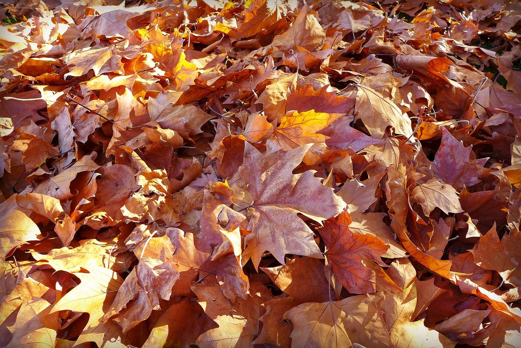 Autumn leaves by leggzy