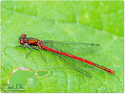 30th May 2016 - Large Red Damselfly