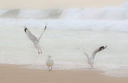 30th May 2016 - Strutting their stuff