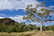 29th May 2016 - Ghost Gum, East MacDonnell Ranges _DSC4142