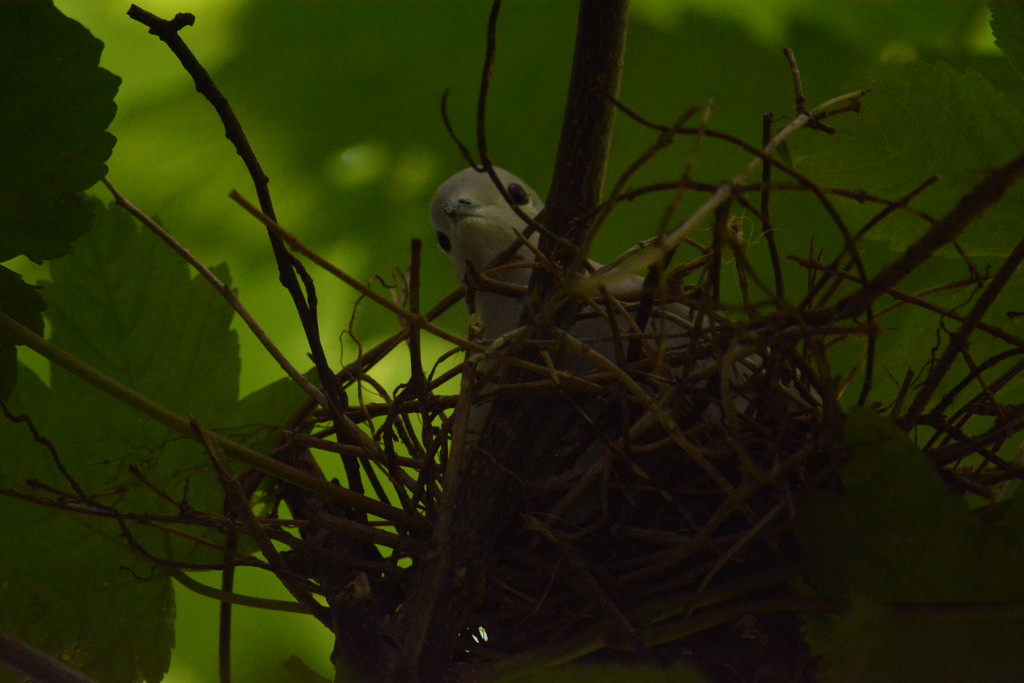 Collared dove nesting  by ziggy77
