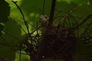 29th May 2016 - Collared dove nesting 
