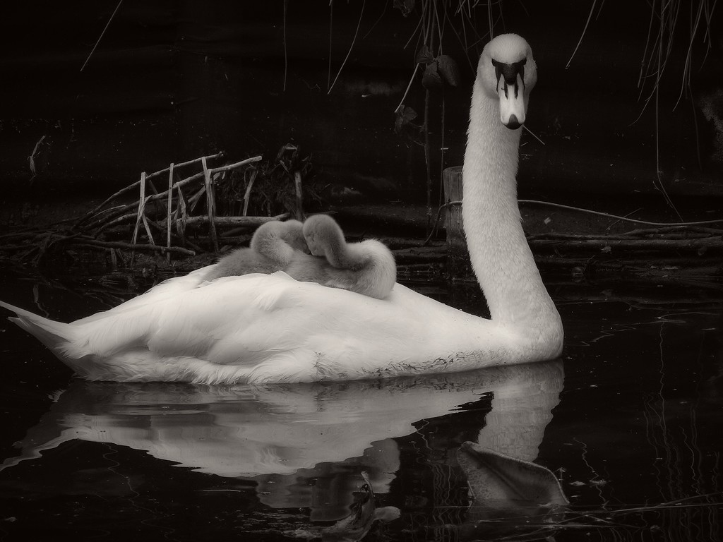 Swan and Cygnets by mattjcuk