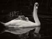 30th May 2016 - Swan and Cygnets