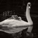 Swan and Cygnets by mattjcuk