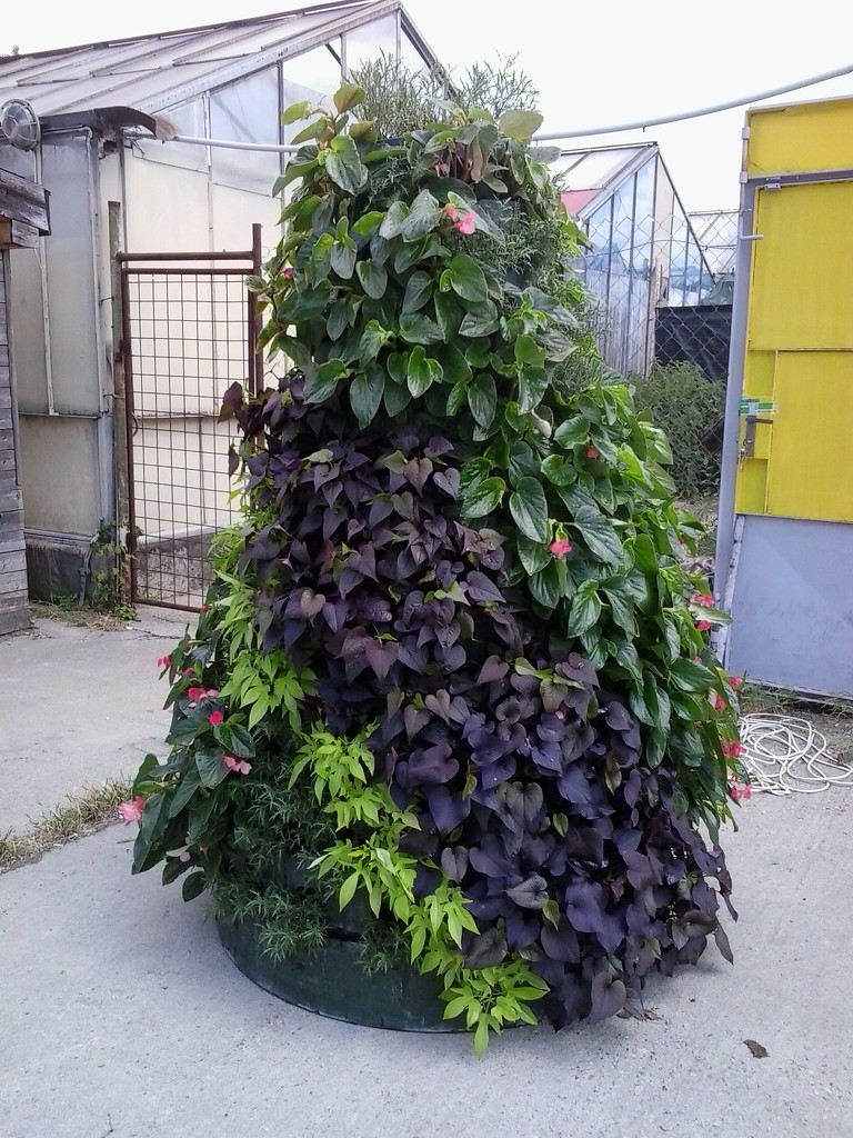 Plant pyramid. by ivm