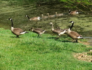 24th May 2016 - Geese on Parade