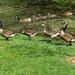 Geese on Parade by gratitudeyear