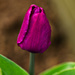 Pink Tulip by elisasaeter
