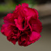 Dianthus  by elisasaeter