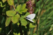 19th May 2016 -  Feamale Orange Tip Butterfly