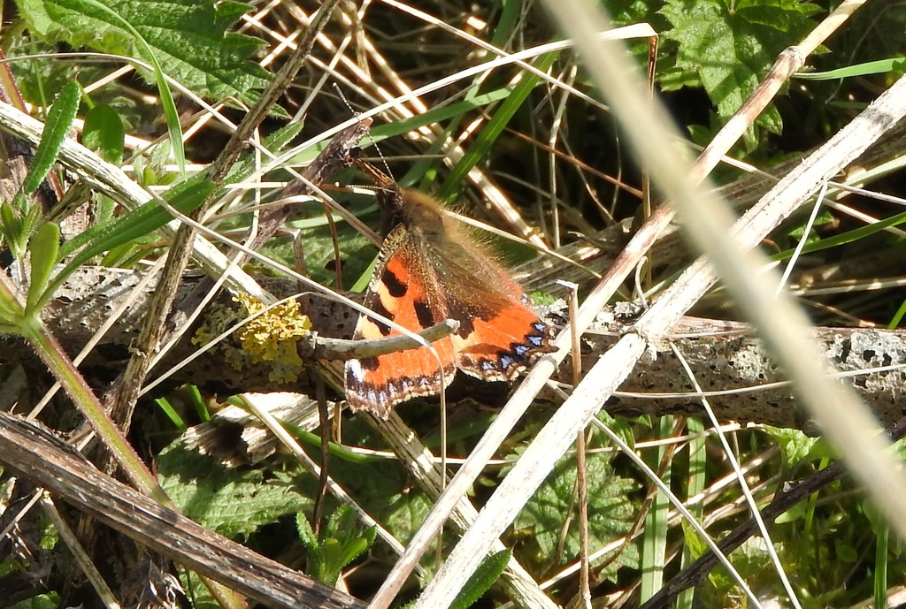 Tortoiseshell by oldjosh