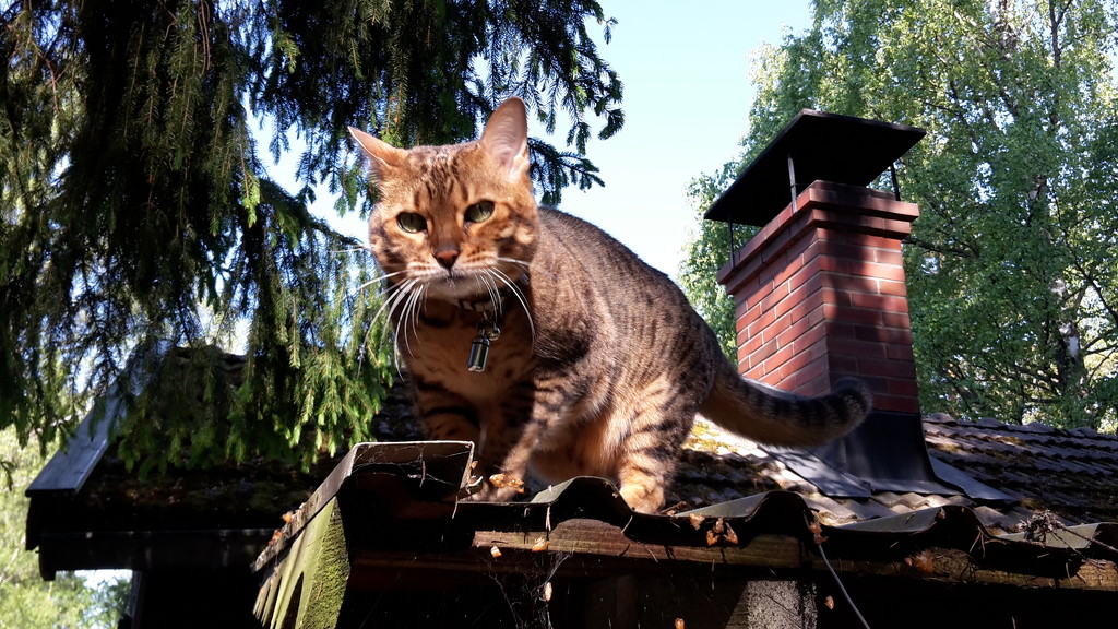 Cat on the roof by katriak