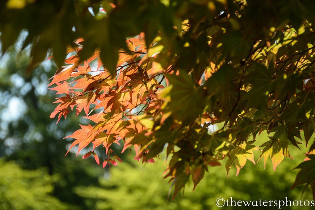 Japanese Maple by thewatersphotos
