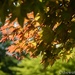 Japanese Maple by thewatersphotos