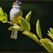 Singin' Sparrow. by soylentgreenpics
