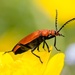Cardinal Beetle by barrowlane