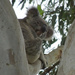 so serious by koalagardens