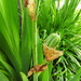 My iris is sprouting a bulb? by homeschoolmom