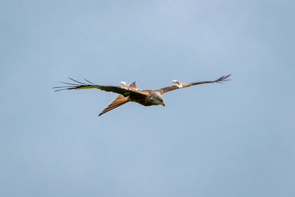 Red Kite with tags by rjb71