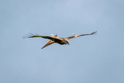 30th May 2016 - Red Kite with tags