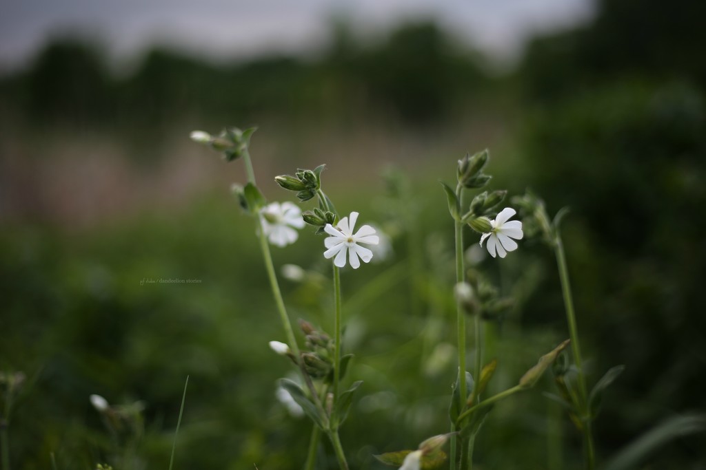 white campion... by earthbeone