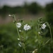 white campion... by earthbeone