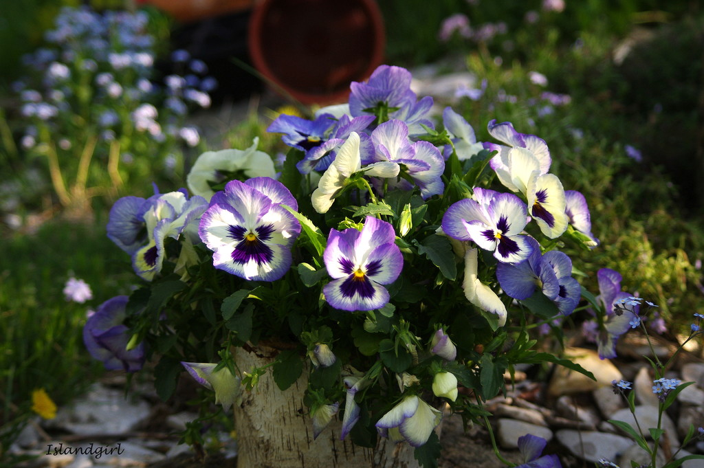 Pansies in the garden    by radiogirl