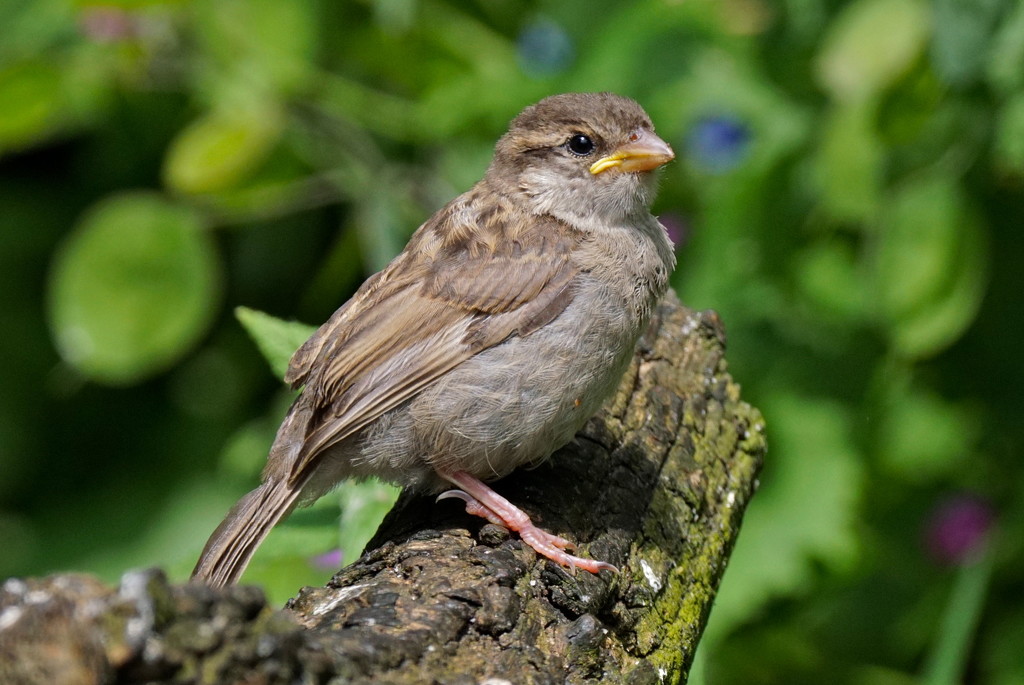 YOUNG HOUSE SPARROW by markp