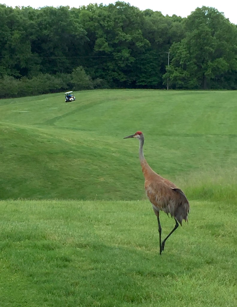 Sandhill crane golfing by dridsdale