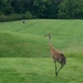 Sandhill crane golfing by dridsdale