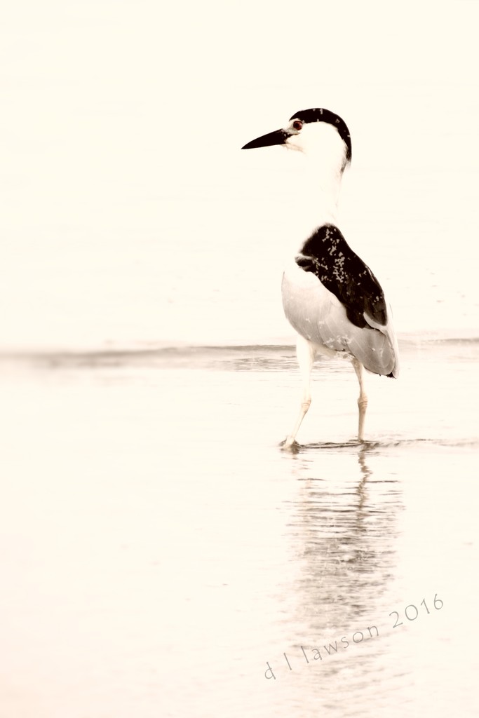 Black-crowned Night-Heron  by flygirl