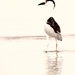 Black-crowned Night-Heron  by flygirl
