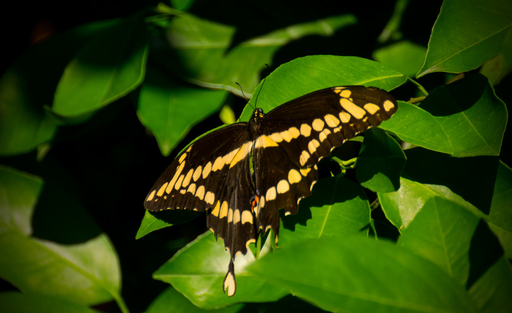 Giant Swallowtail Butterflly in the Orange Tree! by rickster549
