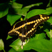 Giant Swallowtail Butterflly in the Orange Tree! by rickster549