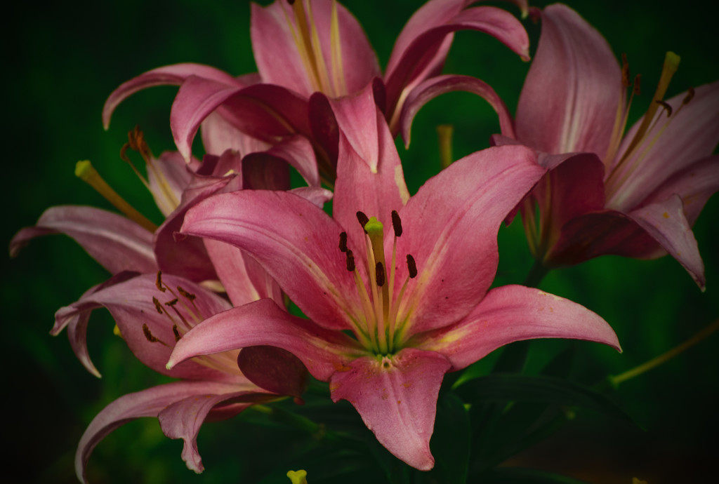 Lily Flower by rickster549