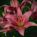 Lily Flower by rickster549