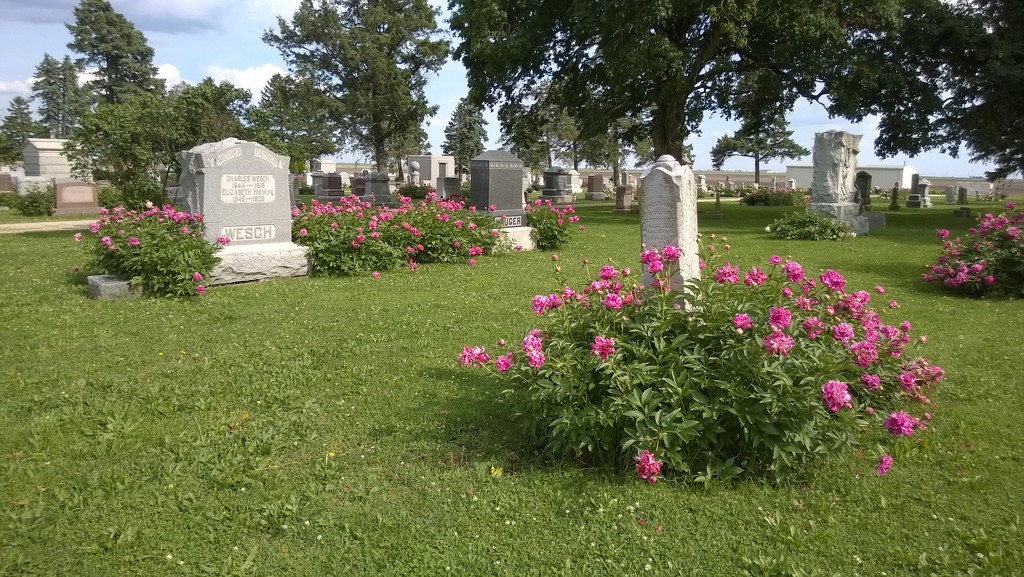 The Best Flowers In The Cemetery by scoobylou