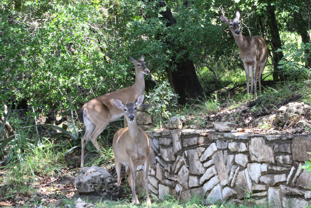 Triple Deer by gaylewood