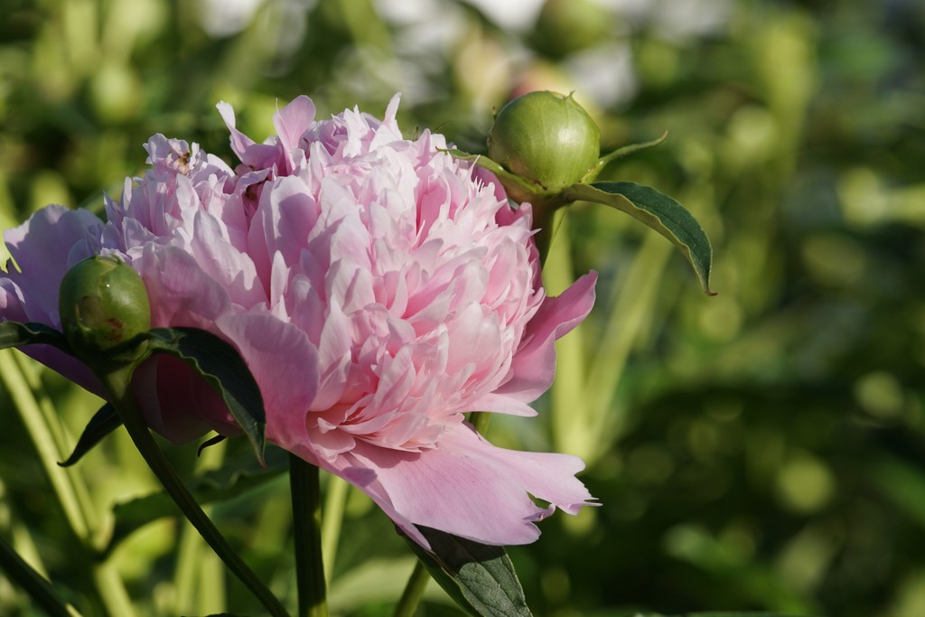 first peony by amyk