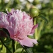 first peony by amyk
