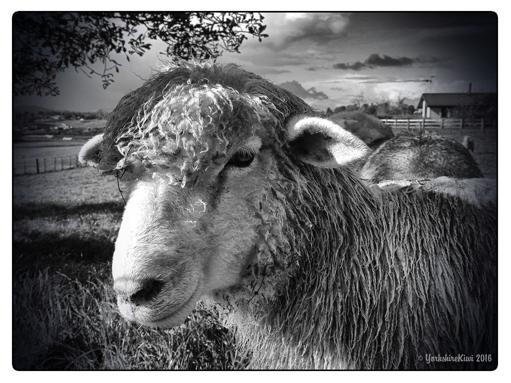 Pet lamb by yorkshirekiwi