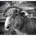 Pet lamb by yorkshirekiwi